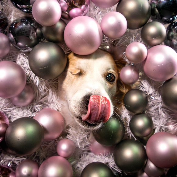 bouncing-pika-among-colorful-christmas-ornaments-and-decorations