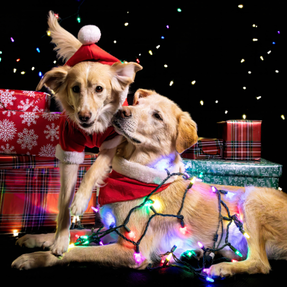 bouncing-pika-christmas-dogs-with-lights-and-presents
