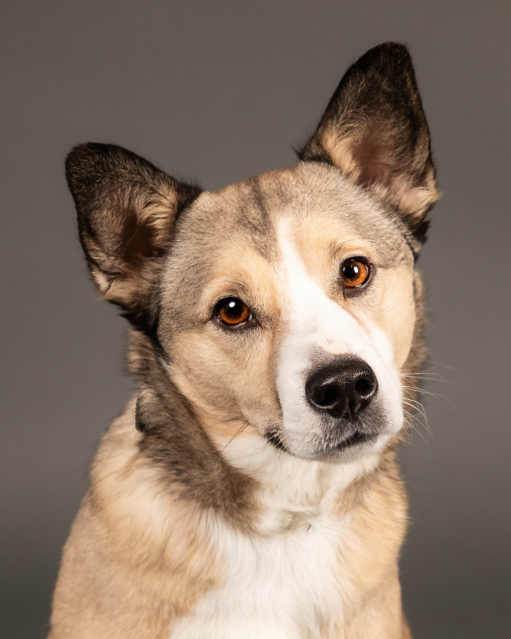bouncing-pika-dog-with-curious-expression-and-ears-up-high