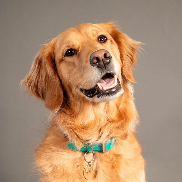 bouncing-pika-golden-retriever-smiling-in-studio-background