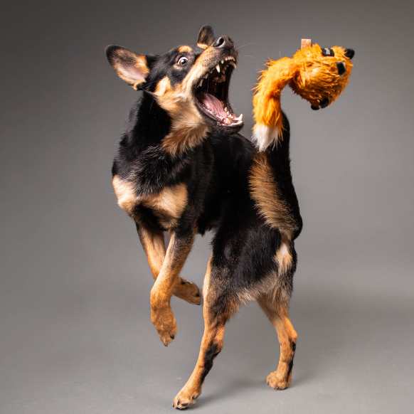 bouncing-pika-joyful-dog-playing-with-toy-in-air