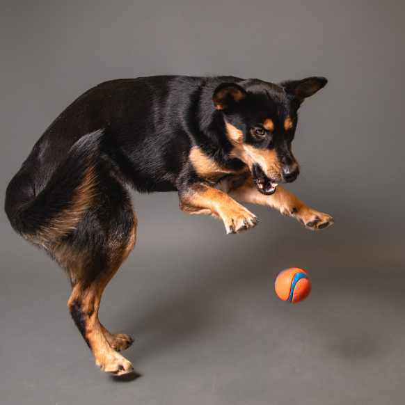 bouncing-pika-playing-with-orange-ball-in-air