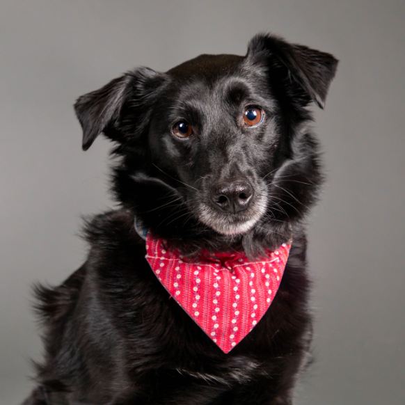 bouncing-pika-wearing-red-bandana-in-studio-portrait-shot