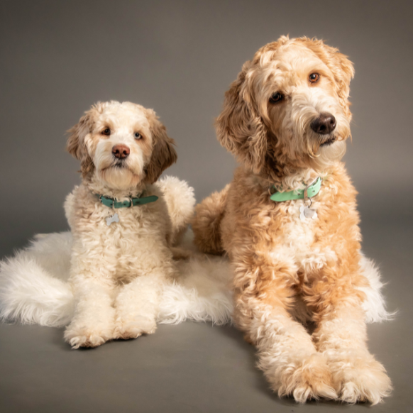 fluffy-dogs-relaxing-on-white-fur-background-pet-photography