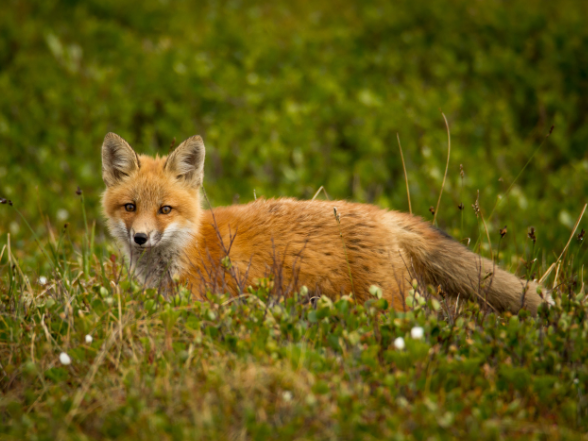 fox-in-grass-video-editing-nature-wildlife-photography-tutorials