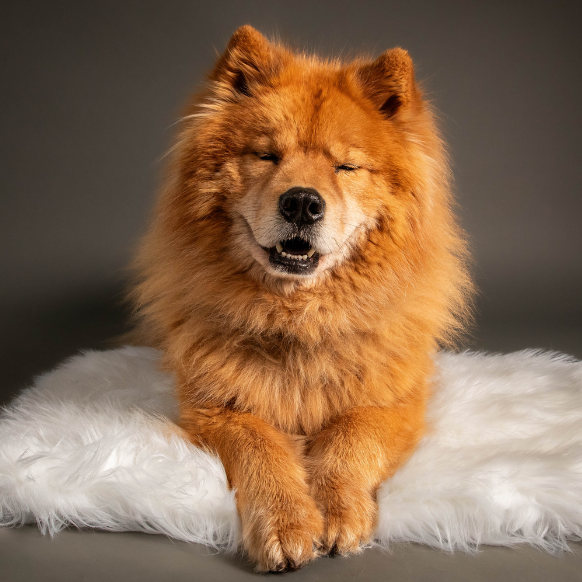 happy-chow-chow-on-fluffy-background-pet-photography