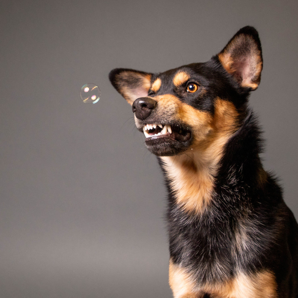 happy-dog-catching-bubbles-pet-photography