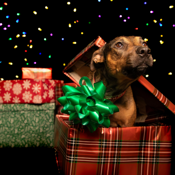 happy-dog-in-t-box-with-green-bow-pet-photography