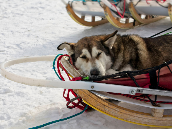 sled-dog-relaxing-on-sled-in-snow-video-editing