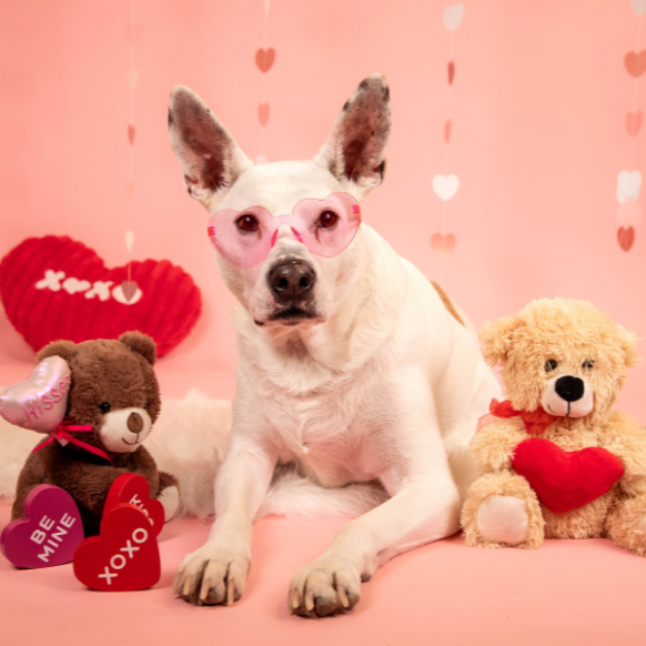 valentines-day-dog-wearing-heart-glasses-pet-photography