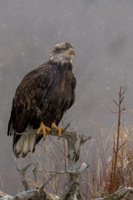 bald-eagle-in-winter-snow-videography-captured-in-nature
