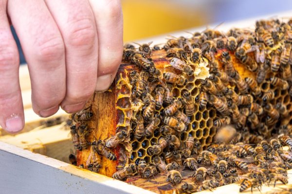 beekeeping-expert-handing-honeycomb-with-bees-pet-photography