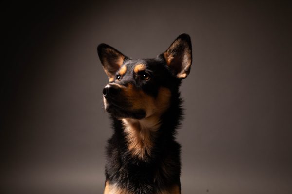 black-and-tan-dog-portrait-studio-pet-photography