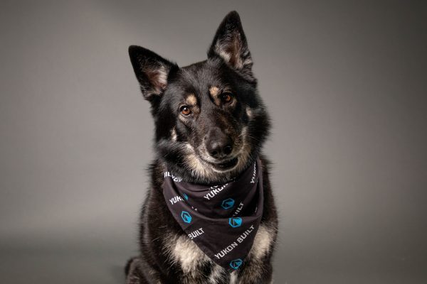 black-dog-wearing-bandana-pet-photography