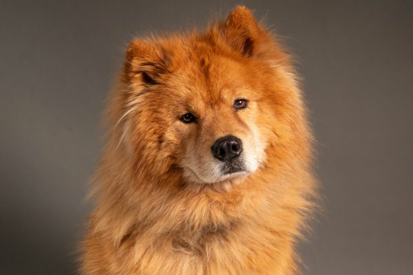 bouncing-pika-chow-chow-dog-with-fluffy-golden-fur