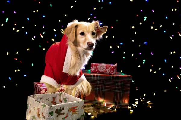 bouncing-pika-dog-in-christmas-santa-outfit-with-ts