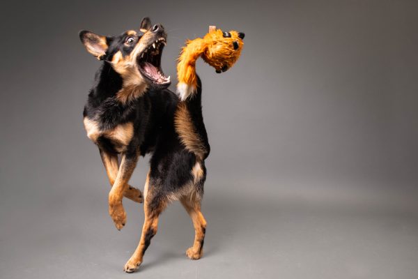 bouncing-pika-dog-playing-with-a-toy-in-air-happy-moment
