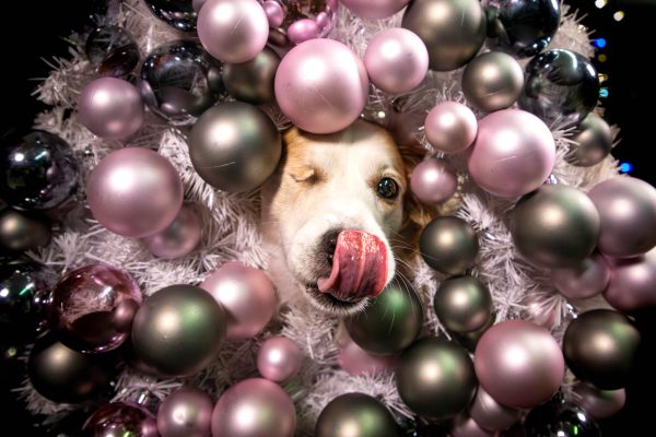 bouncing-pika-dog-wearing-christmas-wreath-with-ornaments