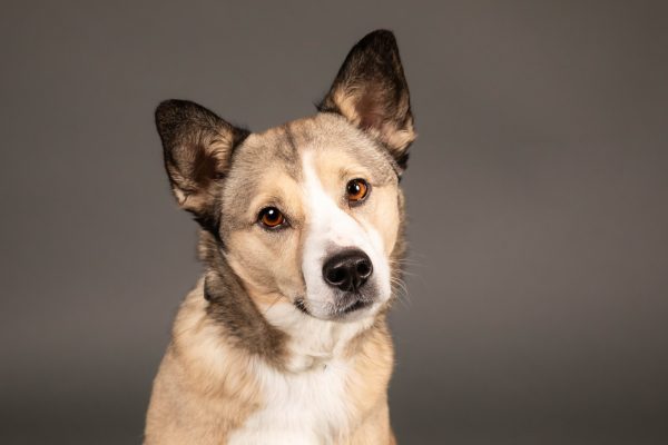 bouncing-pika-dog-with-curious-expression-on-gray-background