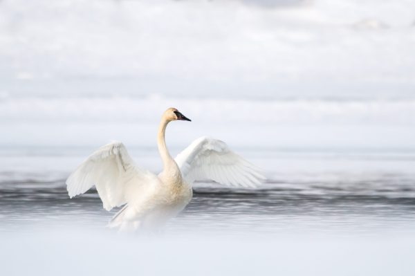 bouncing-pika-flying-swans-on-a-cold-winter-lake-scene