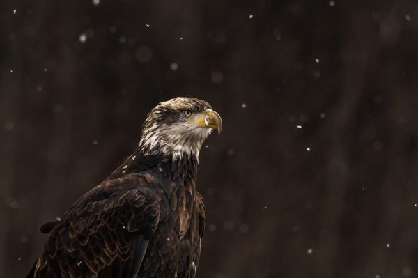 bouncing-pika-in-the-snowy-winter-background-eagle-portrait