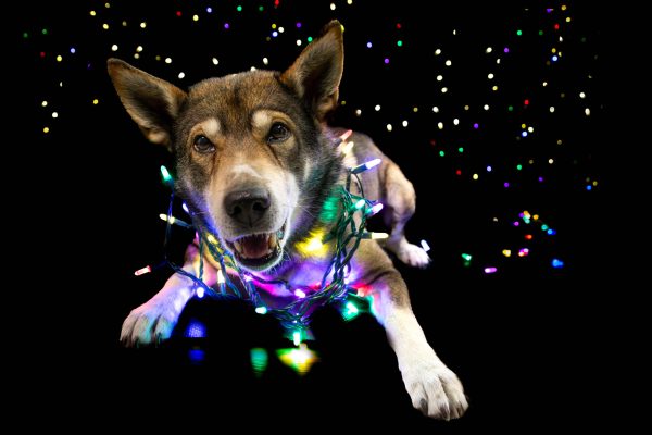 bouncing-pika-playing-with-festive-lights-on-black-background