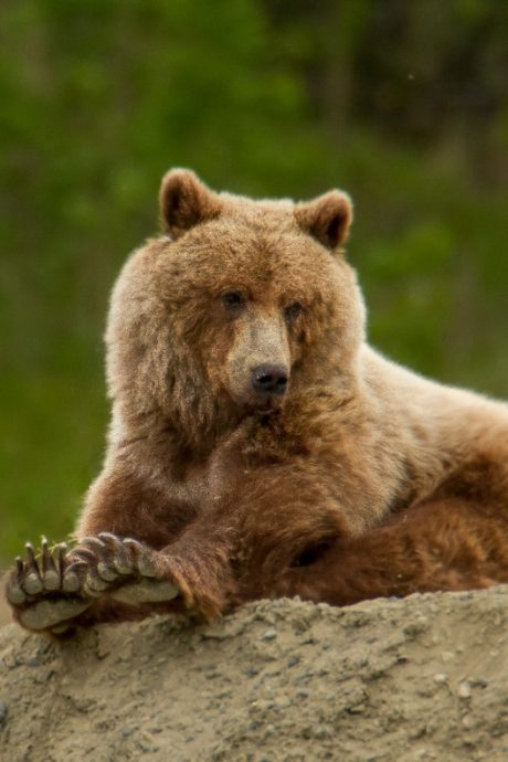 bouncing-pika-sitting-grizzly-bear-on-rocky-surface-in-nature