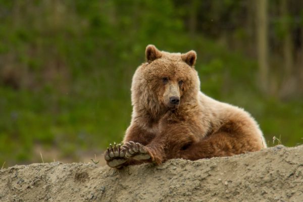 bouncing-pika-sitting-next-to-large-brown-bear-on-hilltop