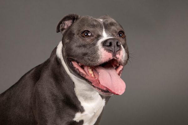 bouncing-pika-smiling-dog-with-gray-coat-and-white-chest