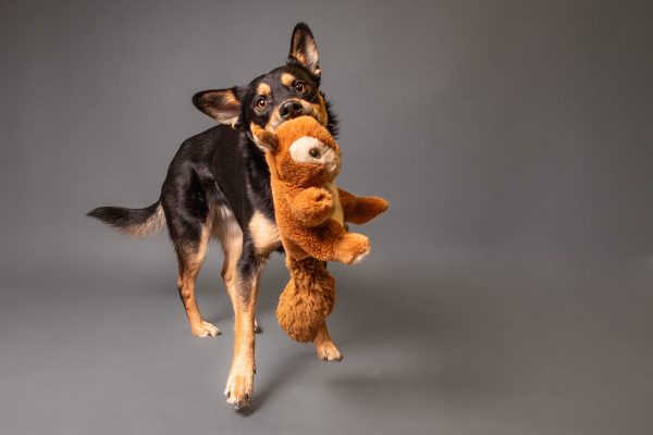 bouncing-pika-with-dog-holding-stuffed-animal-in-mouth