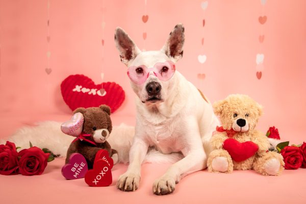 bouncing-pika-with-dog-wearing-pink-glasses-and-valentine-toys