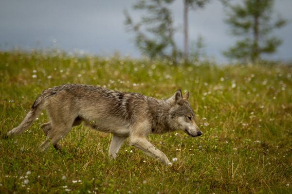 bouncing-pika-wolf-walking-in-flowers-on-green-grass-field