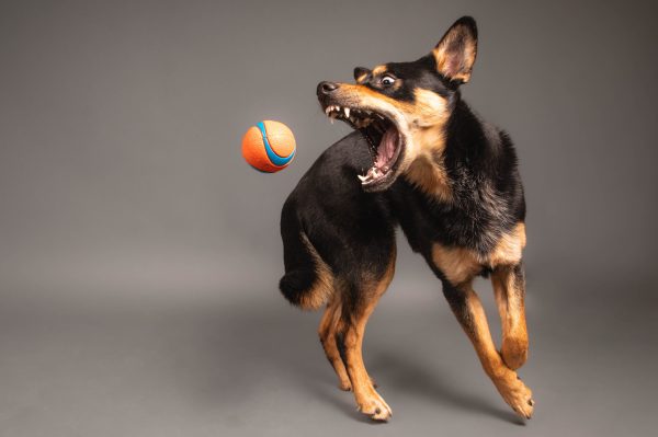 dog-catching-ball-in-action-pet-photography