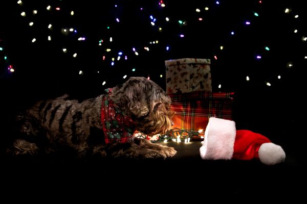 dog-with-christmas-hat-and-ts-pet-photography