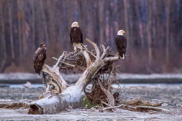 eagles-perched-on-drifting-logs-pet-photography