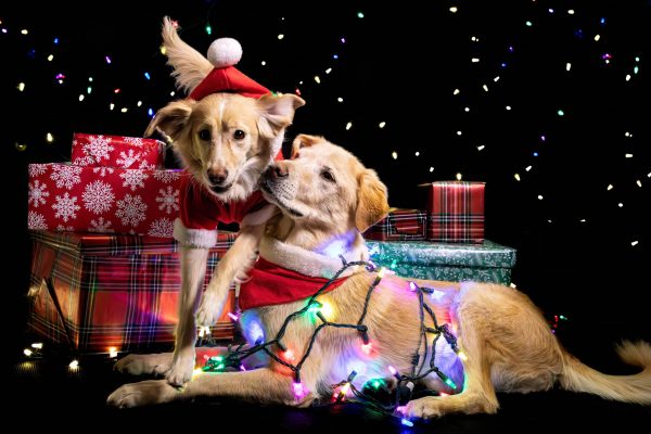 festive-dogs-with-christmas-lights-and-ts-pet-photography