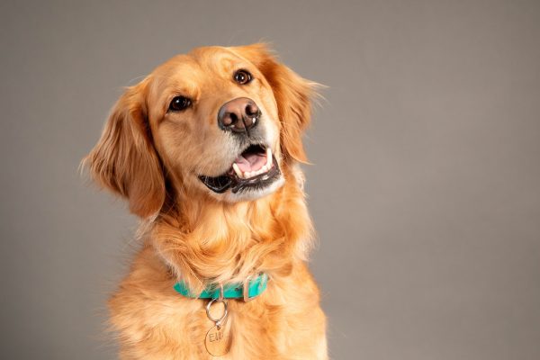 golden-retriever-smiling-portrait-pet-photography