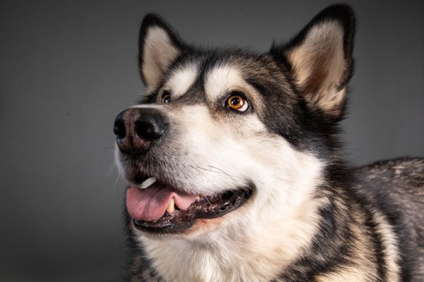 happy-siberian-husky-smiling-pet-photography