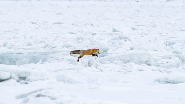 jumping-fox-on-ice-pet-photography-snowy-winter-scene