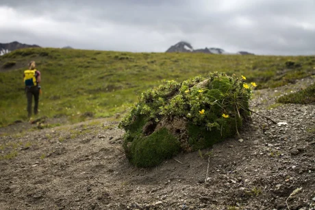 mossy-skull-with-flowers-and-hiker-in-whitehorse-terrain