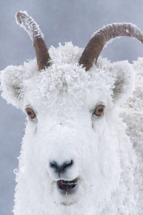 mountain-goat-covered-in-snow-videography-animals-nature-2023