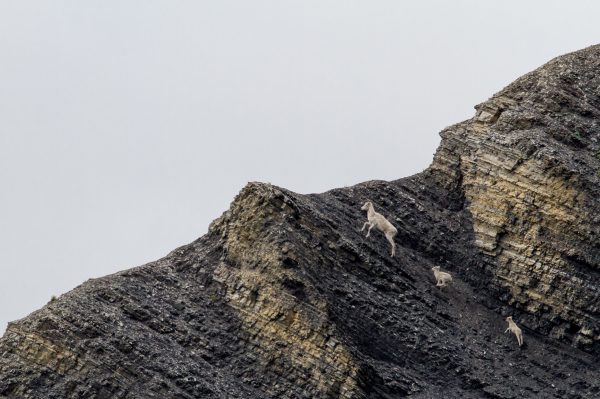 mountain-goats-in-nature-pet-photography-animals-on-rocky-slope