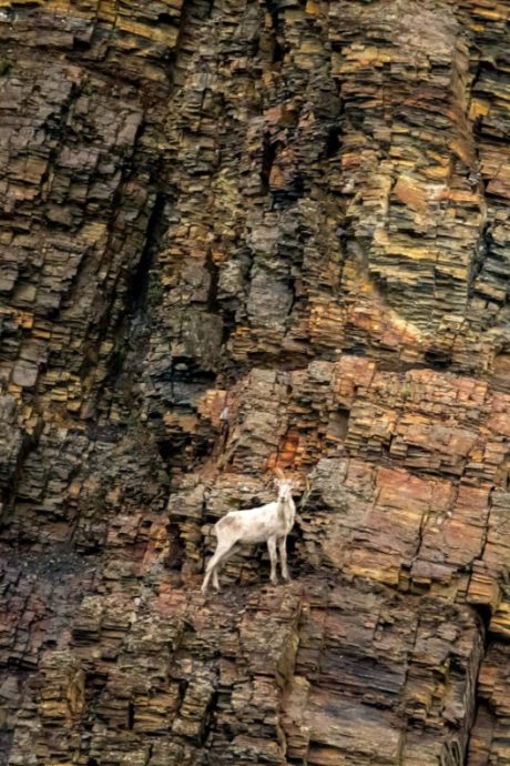 rocky-cliff-scenery-with-goat-in-nature-film