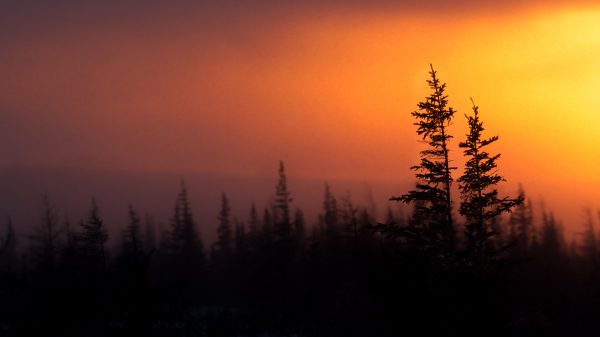 sunset-over-silhouetted-pine-trees-pet-photography