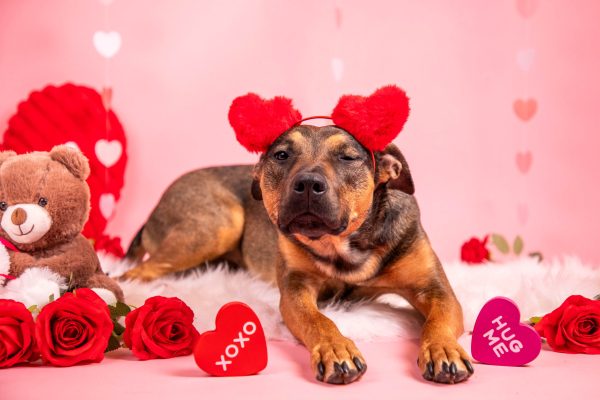 valentines-day-pet-photography-with-dog-and-hearts-background