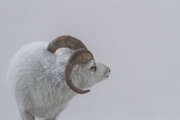 white-sheep-in-snow-winter-wonderland-pet-photography