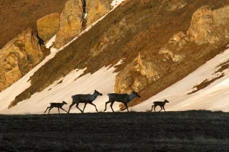 wild-reindeer-herd-walking-near-mountains-whitehorse