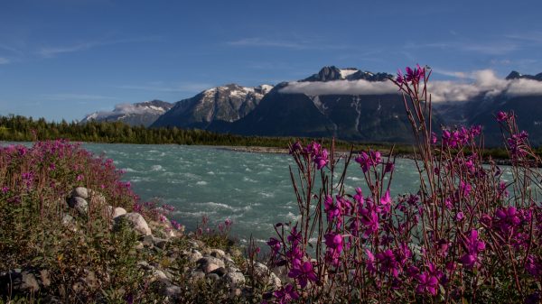 wildflowers-near-river-with-mountains-pet-photography